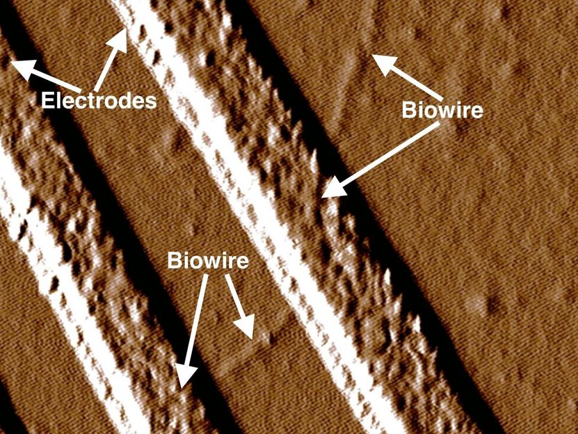 Down to the wire - ONR researchers and new bacteria