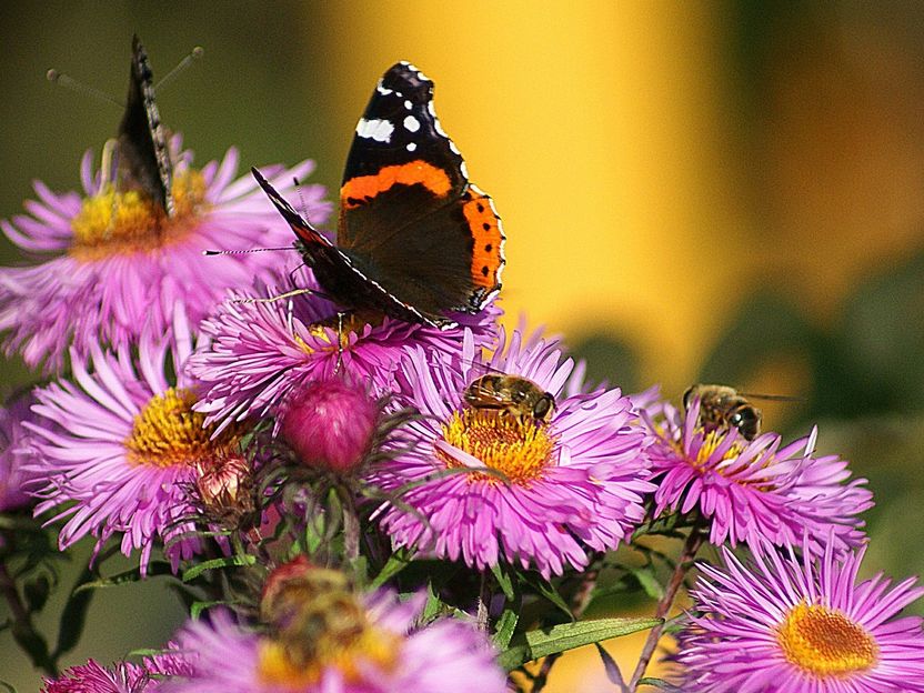 Neonikotinoide bedrohen Wildbienen und Schmetterlinge - Weniger Bienen, schrumpfende Schmetterlingsbestände - Forscher glauben, dass dafür auch Pflanzenschutzmittel verantwortlich sind