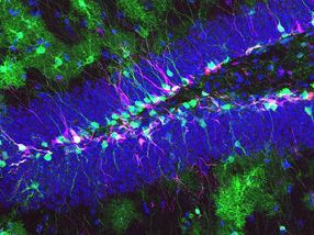 Neural stem cells control their own fate