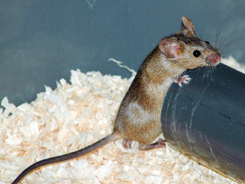Kranke Mäuse ziehen sich zurück und vermindern so Ansteckungen - Modelle zur Prognose der Ausbreitung von Infektionskrankheiten wie Grippe oder Ebola verbessern