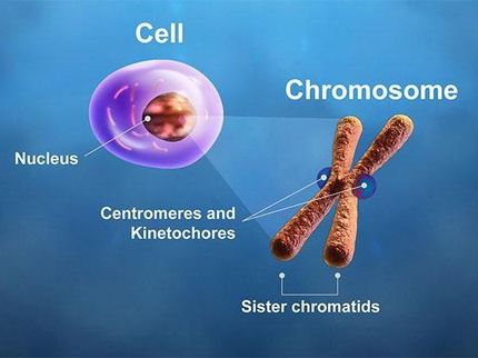Study finds potential new biomarker for cancer patient prognosis