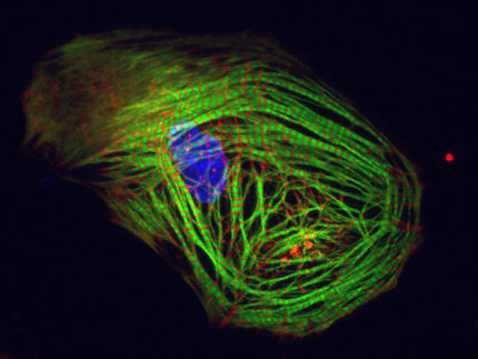 Luminous heart cells