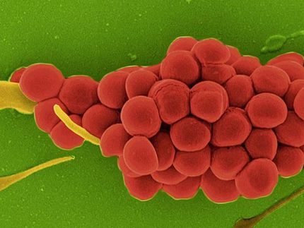 Strategien multiresistenter Erreger in der Nase verstehen