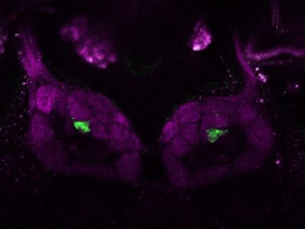 The architecture of odor perception