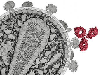 David S. Goodsell, RCSB PDB