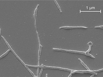 Front Microbiol.2016;7:329