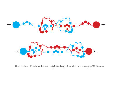 Illustration: ©Johan Jarnestad/The Royal Swedish Academy of Sciences