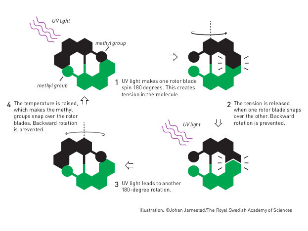 Illustration: ©Johan Jarnestad/The Royal Swedish Academy of Sciences