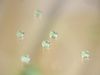 Samsung licenses ORNL transparent superhydrophobic glass coatings for electronic devices