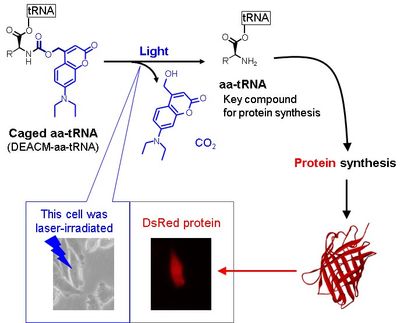 Photoreactive compound allows protein synthesis control with light