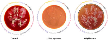 Ethylpyruvat hemmt Wachstum von Krebszellen, Bakterien, Pilzen und Protozoen