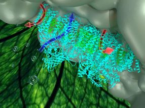 Energy hijacking pathway found within photosynthesis
