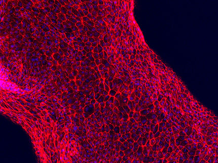 A step forward in building functional human tissues