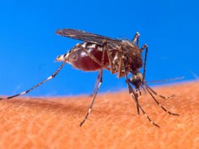Going viral: Insights on Zika