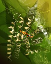 Wissenschaftler entschlüsseln Struktur des menschlichen "Marihuana-Rezeptors"