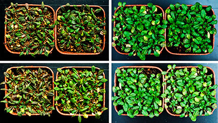 plantas modificadas para sobreexpresar las proteínas RGLG1 y RGLG5