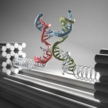 Gene in der Zange: Neue Methode zur Untersuchung von Biomolekülen