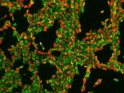 Calcium Induces Chronic Lung Infections