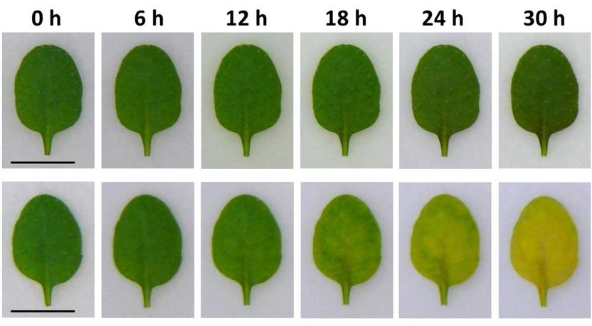 Shimoda Y et al., Plant Cell, Sept. 7, 2016