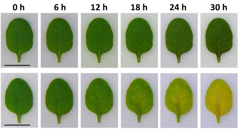 Shimoda Y et al., Plant Cell, Sept. 7, 2016