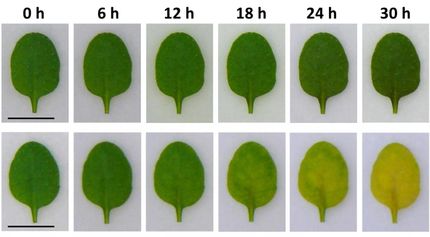 The gene of autumn colors