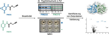 Fighting the gram-negatives