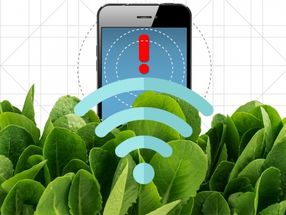 Nanobionic spinach plants can detect explosives