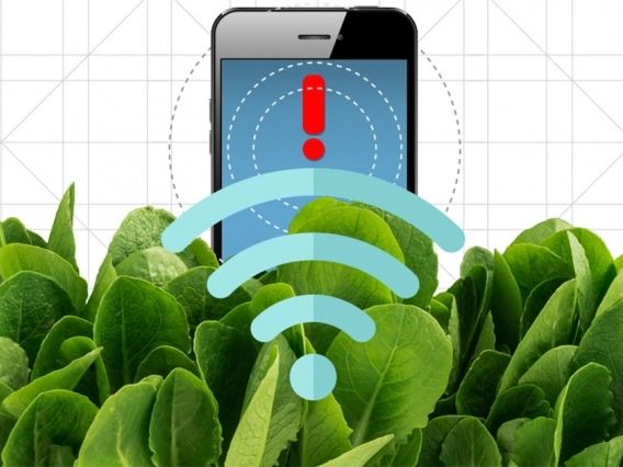 Nanobionic spinach plants can detect explosives - After sensing dangerous chemicals, the carbon-nanotube-enhanced plants send an alert.