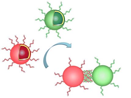 Chemists create clusters of organelles by mimicking nature