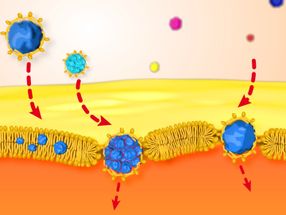 Erstmals in Echtzeit beobachtet: Wie Nanopartikel durch Zellmembranen wandern