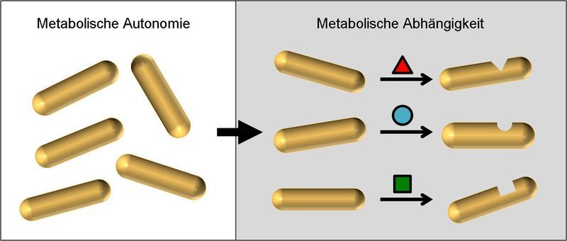 Grafik: Glen D’Souza, Christian Kost, Max-Planck-Institut für chemische Ökologie