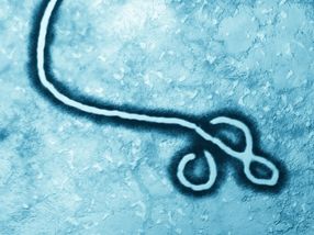 Evolution of ebola virus resulted in increased human infectivity