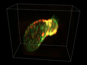 Echtzeit-3D-Bildgebung lebender Organismen bei sub-zellulärer Auflösung