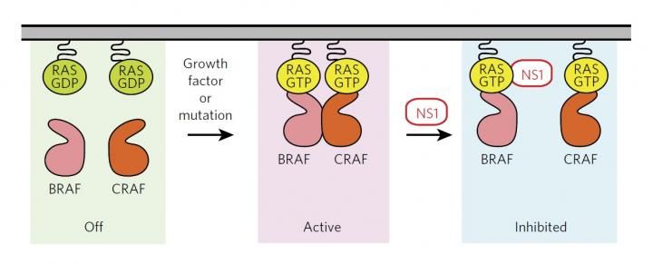 John P. O'Bryan, et al. Published in Nature Chemical Biology.