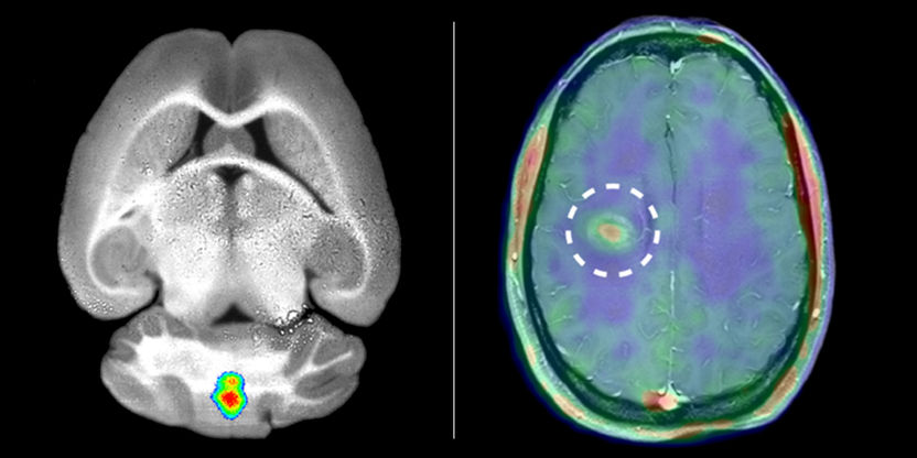 © Nachdruck mit Genehmigung des Verlags aus:/Reprinted with permission from: Gerwien und Hermann et al., Sci. Transl. Med. 8, 364ra152 (2016) 9. November 2016