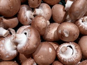 Der Champignon wird zum Champion