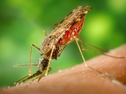 Wie Sauerstoffradikale vor schwerer Malaria schützen können