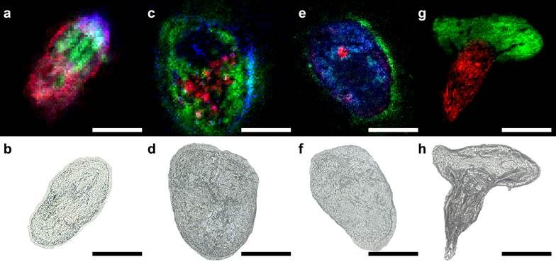 Abbildung: Kompauer et al., Nature Methods