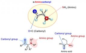 Rapid synthesis towards optically active alpha-aminocarbonyl therapeutics
