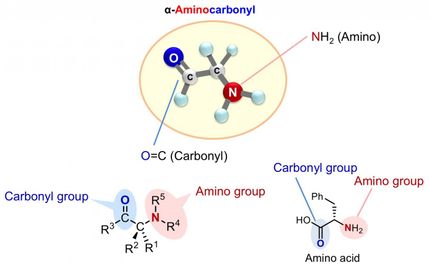 Rapid synthesis towards optically active alpha-aminocarbonyl therapeutics