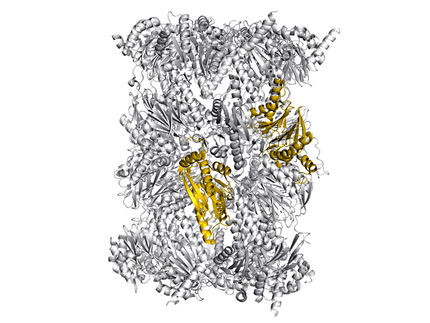 Autoimmunkrankheiten ausbremsen
