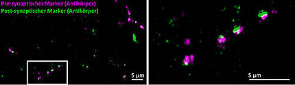 Peptides as tags in fluorescence microscopy