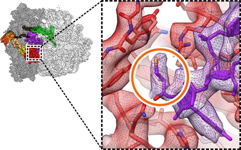 Copyright: Niels Fischer / Max-Planck-Institut für biophysikalische Chemie