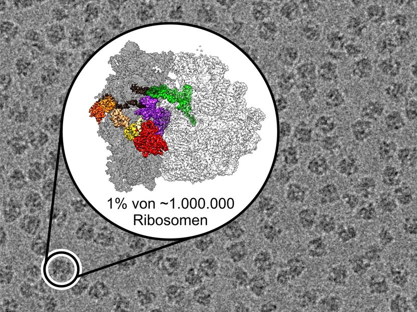 Copyright: Niels Fischer / Max-Planck-Institut für biophysikalische Chemie