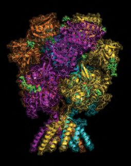 Images of NMDA receptors help explain how they are affected by zinc and a drug