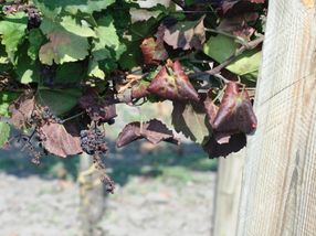 Schädling von Weinpflanzen genetisch variabel