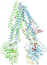 First structural map of cystic fibrosis protein sheds light on how mutations cause disease