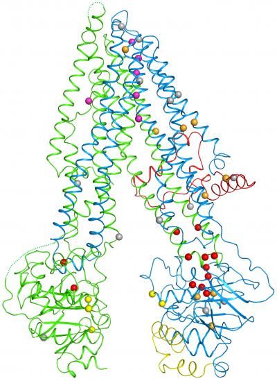 Laboratory of Membrane Biology and Biophysics at The Rockefeller University/Cell