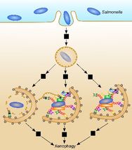 Wie sich Zellen gegen Salmonellen verteidigen