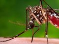 Experimental insecticide explodes mosquitoes, not honeybees